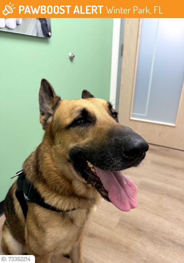 Found/Stray Male Dog last seen Winter Green Blvd. in Winter Park, Winter Park, FL 32792