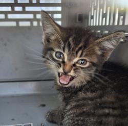 Shelter Stray Male Cat last seen Near Shannon Bradley rrd, Gastonia, NC, 1491 Business Park Ct, Gastonia, NC 28052, USA