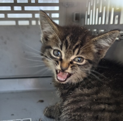 Shelter Stray Male Cat last seen Near Shannon Bradley rrd, Gastonia, NC, 1491 Business Park Ct, Gastonia, NC 28052, USA