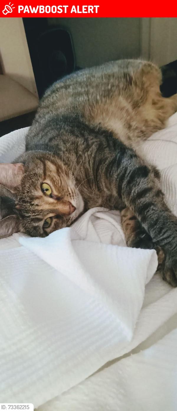 Lost Female Cat last seen Deer creek campground Pickaway County, Pickaway County, OH 43103