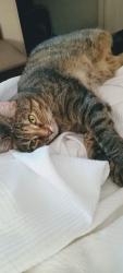 Lost Female Cat last seen Deer creek campground Pickaway County, Pickaway County, OH 43103