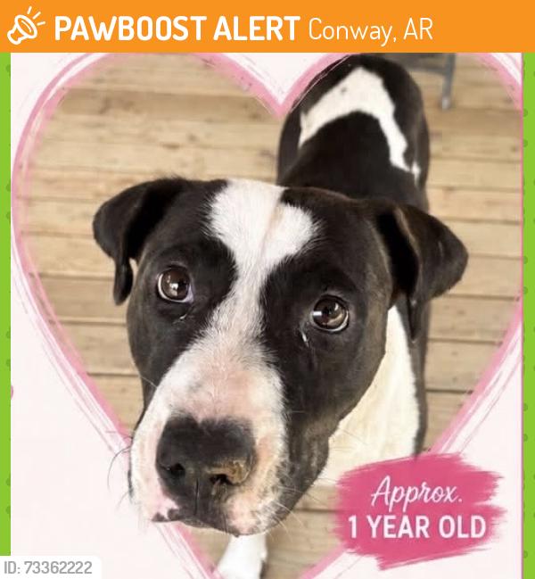 Found/Stray Female Dog last seen Caney creek, Conway, AR 72032