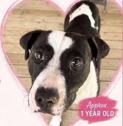 Found/Stray Female Dog last seen Caney creek, Conway, AR 72032