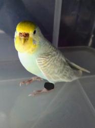Found/Stray Unknown Bird last seen Near Franciscan and Eureka, across from Sunset View Cemetery, Kensington, CA 94707