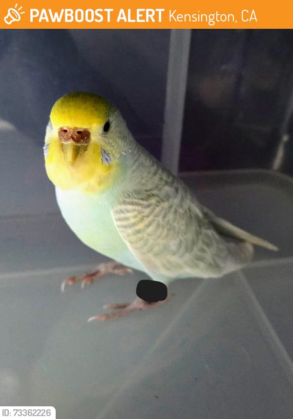 Found/Stray Unknown Bird last seen Near Franciscan and Eureka, across from Sunset View Cemetery, Kensington, CA 94707