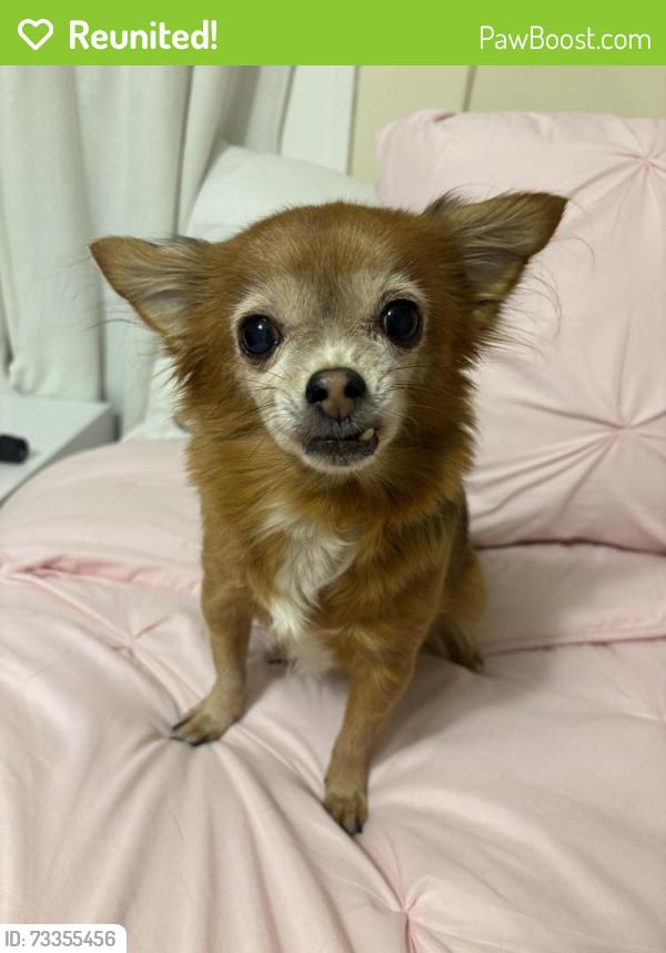 Reunited Female Dog last seen Near S Hebbard St, Joliet, IL 60433, USA, Joliet, IL 60433