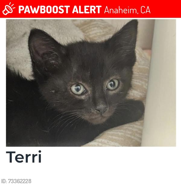 Lost Female Cat last seen Chase Bank, Anaheim, CA 92801