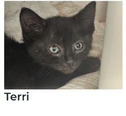 Lost Female Cat last seen Chase Bank, Anaheim, CA 92801