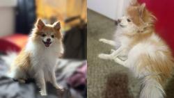 Reunited Male Dog last seen Near Riverdale Rd, Thornton, CO 80229, USA, Thornton, CO 80229