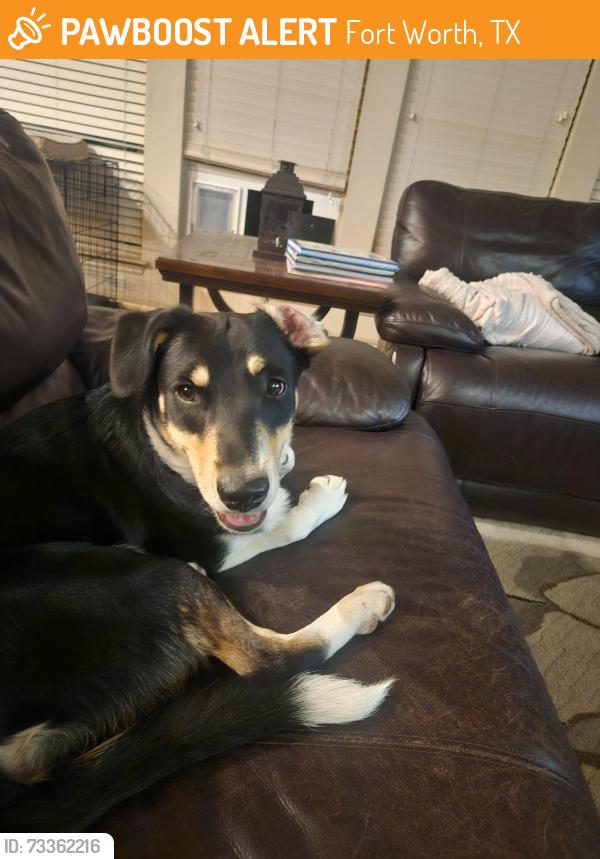 Found/Stray Male Dog last seen mountain hawk drive and Harmon road., Fort Worth, TX 76177