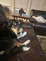 Found/Stray Male Dog last seen mountain hawk drive and Harmon road., Fort Worth, TX 76177