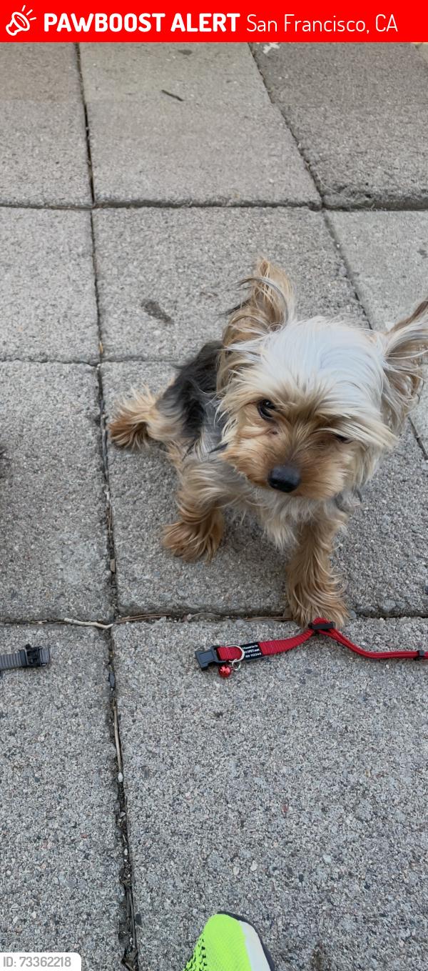 Lost Male Dog last seen Diamond and 19th in Castro, San Francisco, CA 94114