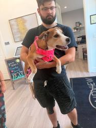 Found/Stray Female Dog last seen Poplarwood Dr in the Clear Pond Community, Horry County, SC 29528