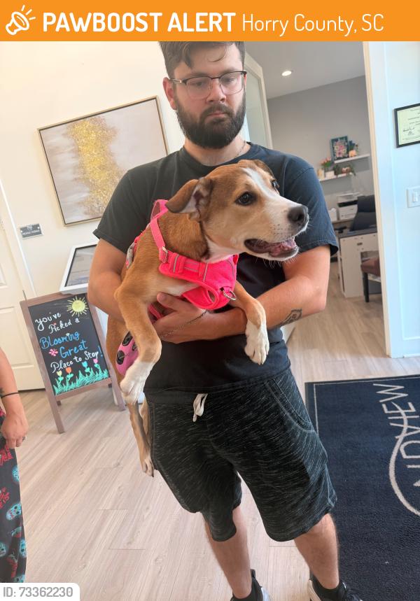 Found/Stray Female Dog last seen Poplarwood Dr in the Clear Pond Community, Horry County, SC 29528
