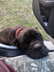 Lost Male Dog last seen San Pedro, Brownsville, TX 78520