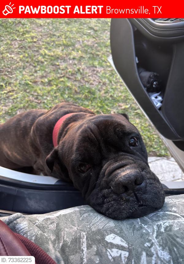 Lost Male Dog last seen San Pedro, Brownsville, TX 78520