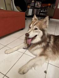 Found/Stray Unknown Dog last seen Sunset and Beverly glen, Los Angeles, CA 90077