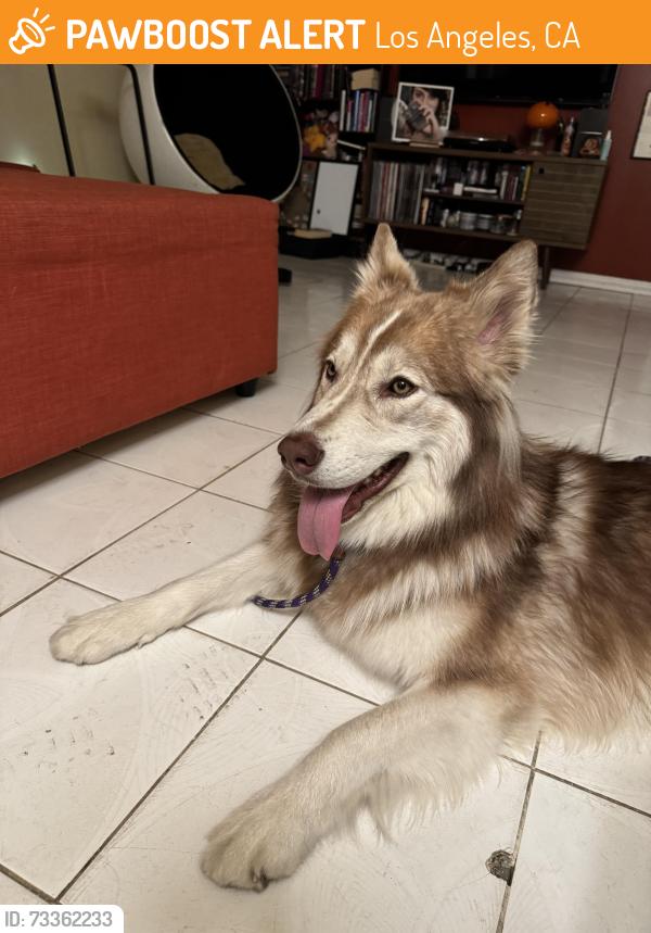 Found/Stray Unknown Dog last seen Sunset and Beverly glen, Los Angeles, CA 90077