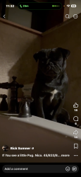 Lost Male Dog last seen North side of I-40, Paradise Point area, Lake Eufaula, Oklahoma, I-40, OK 74857
