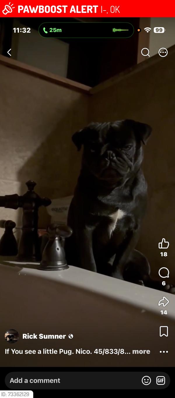 Lost Male Dog last seen North side of I-40, Paradise Point area, Lake Eufaula, Oklahoma, I-40, OK 74857