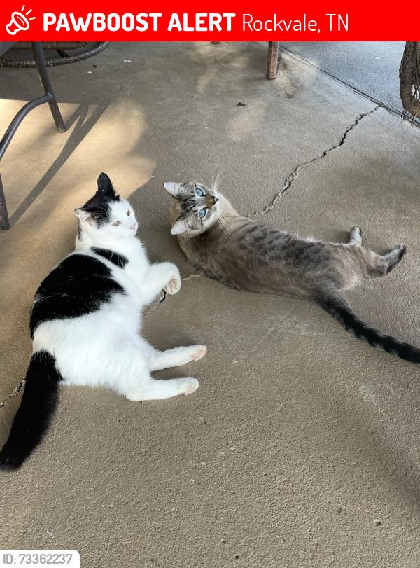 Lost Male Cat last seen Windrow road rockvale Tn, Rockvale, TN 37153