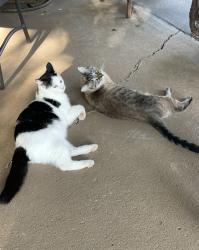 Lost Male Cat last seen Windrow road rockvale Tn, Rockvale, TN 37153