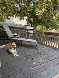 Reunited Female Dog last seen belmont blvd and lincoln, Nashville, TN 37204