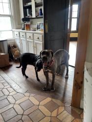 Reunited Female Dog last seen Sargent Circle, Chris Drive, Horse Farm, Attleboro, MA 02703