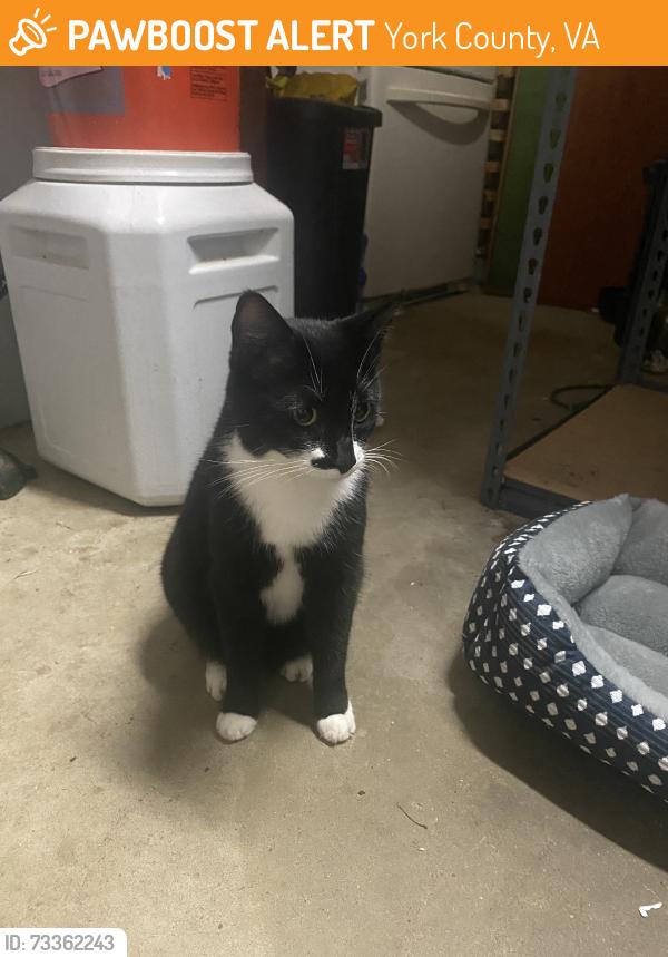 Found/Stray Male Cat last seen Bayberry lane and oak lane, York County, VA 23693