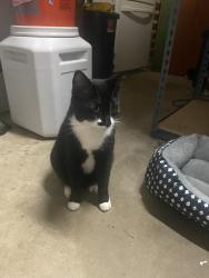 Found/Stray Male Cat last seen Bayberry lane and oak lane, York County, VA 23693