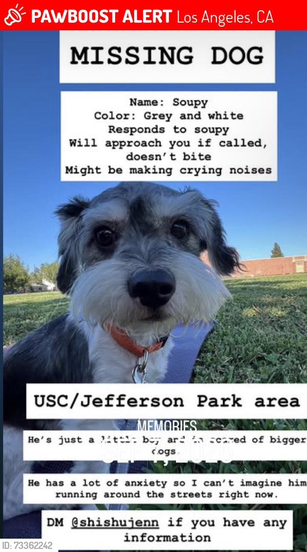 Lost Male Dog last seen Vermont and Adams, Los Angeles, CA 90007