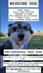 Lost Male Dog last seen Vermont and Adams, Los Angeles, CA 90007
