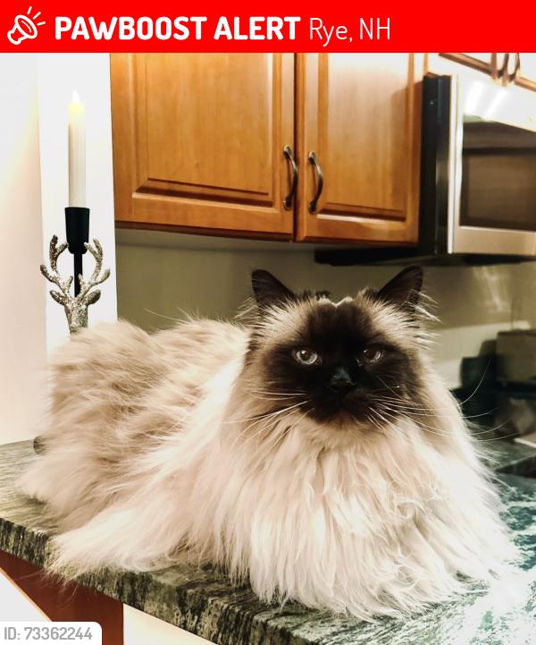 Lost Male Cat last seen Off of Brackett road rye near Clark, Rye, NH 03870