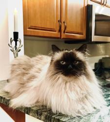 Lost Male Cat last seen Off of Brackett road rye near Clark, Rye, NH 03870