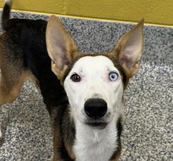 Shelter Stray Female Dog last seen Near S Golden Road, Golden, CO, 80401, 580 McIntyre St, Golden, CO 80401, USA
