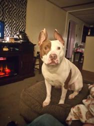 Reunited Male Dog last seen Smokey Creek Rd, Lenoir, NC 28645