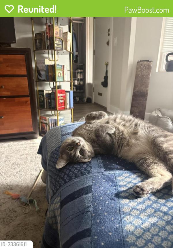 Reunited Male Cat last seen N wood street, Chicago, IL 60622