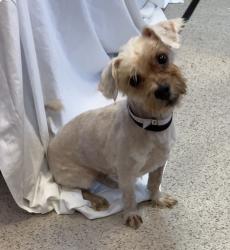 Shelter Stray Male Dog last seen Near Creston Avenue, BRONX, NY, 10468, 326 E 110th St, New York, NY 10029, USA