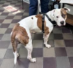 Shelter Stray Male Dog last seen W 146th Street, NEW YORK, NY, 10039, 326 E 110th St, New York, NY 10029, USA