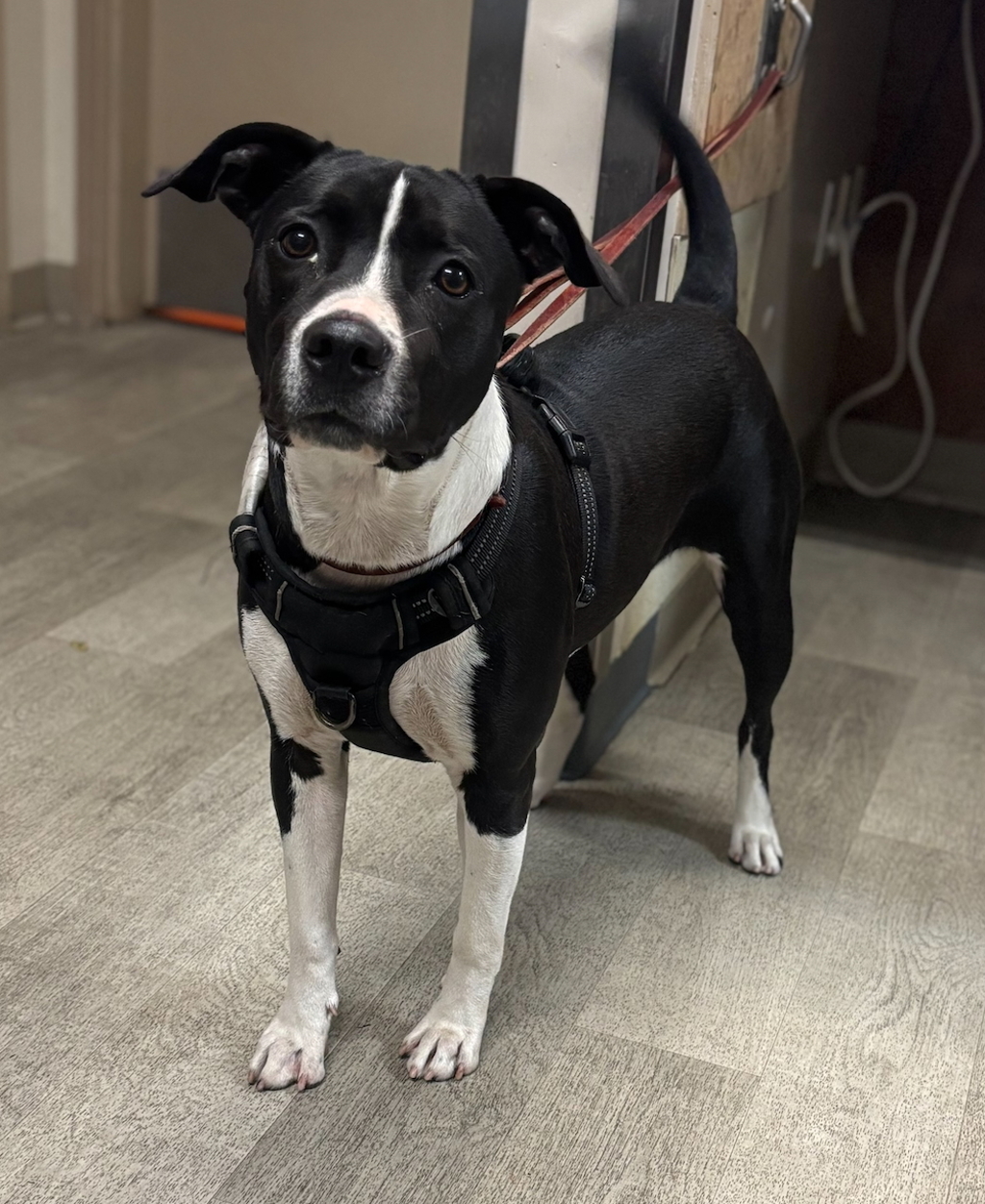 Shelter Stray Female Dog last seen Near 7th, San Diego, CA, 92101, 5500 Gaines St, San Diego, CA 92110, USA