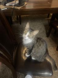 Found/Stray Unknown Cat last seen Summer Park apmts, Gwinnett County, GA 30519