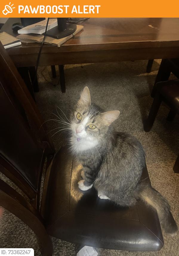 Found/Stray Unknown Cat last seen Summer Park apmts, Gwinnett County, GA 30519