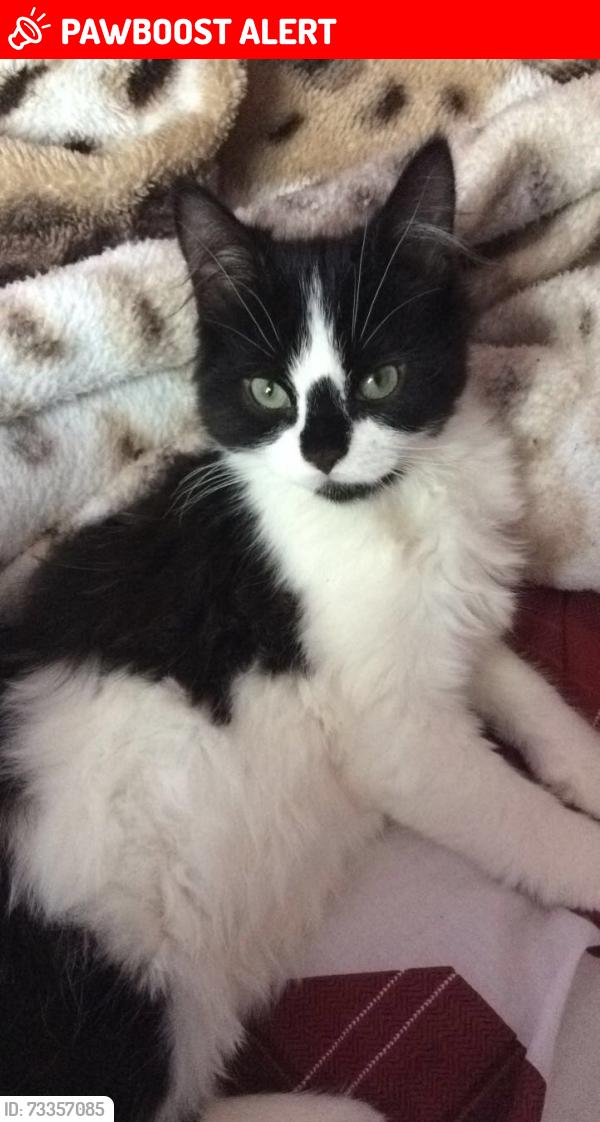 Lost Male Cat last seen Lyng Area, West Bromwich, West Midlands, England B70 7RB
