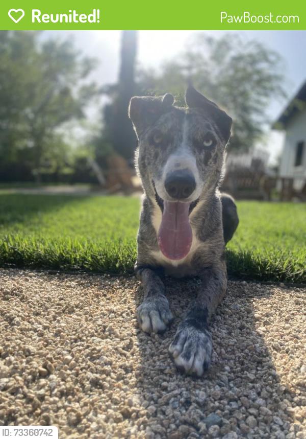 Reunited Male Dog last seen Pierson Rd & South Shore Blvd, Wellington, FL 33414