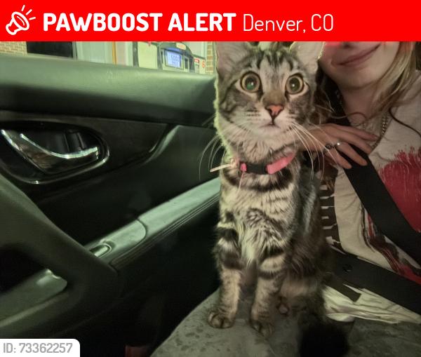 Lost Female Cat last seen 76th 77ed, Denver, CO 80221