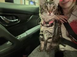 Lost Female Cat last seen 76th 77ed, Denver, CO 80221