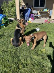 Reunited Male Dog last seen Shortline dr, Nampa, ID 83687