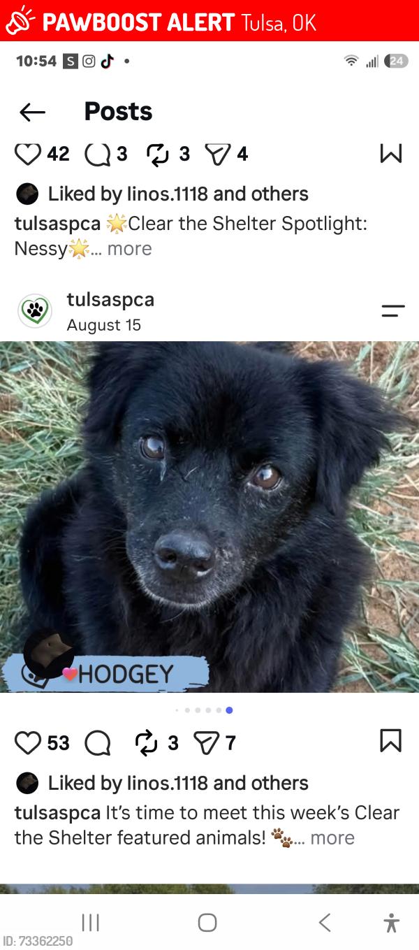 Lost Male Dog last seen Near w 37th pl, Tulsa, OK 74107