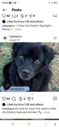Lost Male Dog last seen Near w 37th pl, Tulsa, OK 74107