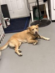 Found/Stray Female Dog last seen Near nw 12 st Pembroke Pines Fl 33024, Pembroke Pines, FL 33024